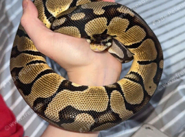 Caramel Ball python he comes with his Viv