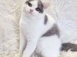 Amazing loving British shorthair