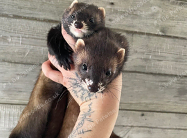 1 yer old 2 adult Jill&rsquo;s available