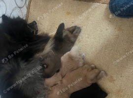 Puppy pomerania