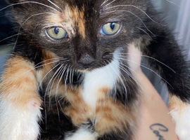 Kittens