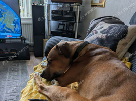 Greyhound/Lurcher cross- urgent rehoming