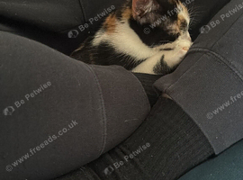 Calico kitten