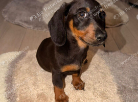 Miniature dachshund