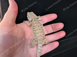 Male baby bearded dragon