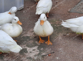 Call Ducks