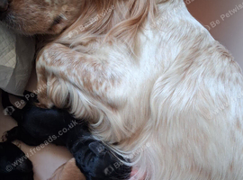 3 stunning kc registered Cocker spaniel puppies left