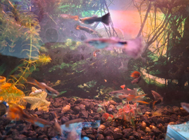 Juvenile guppys