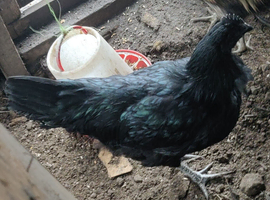 Ayam cemani chickens for sale