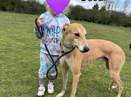 Beautiful greyhounds