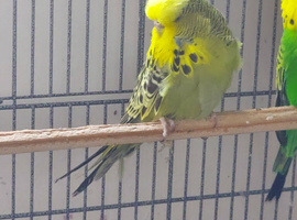 This years hen budgie