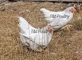 Wyandotte Bantam Pullets