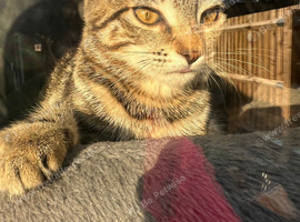 Orange eyed pixie eared and striped Siberia kittens