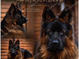 LONGHAIRED SHOW TYPE GSD PUPPIES KC DNA TESTED PARENTS