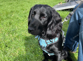 KC Reg black cocker for stud