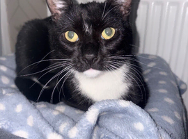 8 month old kitten black and white