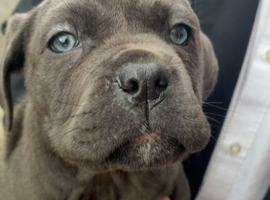 Cane corso puppies ready to go!!
