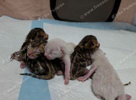 Exquisite Pedigree Bengal Kittens