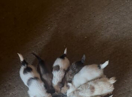 Jack Russell puppies