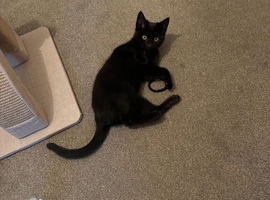 Black kitten 7 months old
