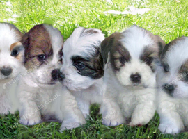 KC Reg Pedigree Lhasa Apso
