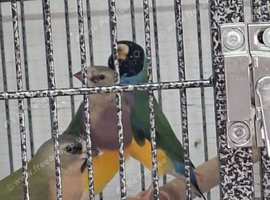 Gouldion finches.