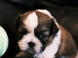 Loving Shih Tzu Puppies Available