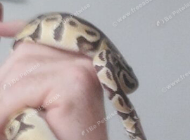 ball python for sale 6 months old all equipment for quick sale