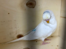 Female budgie
