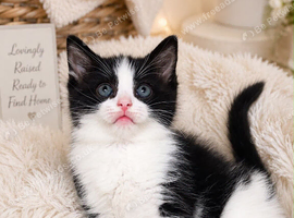 Half rag doll kittens