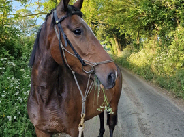 Meet The Pie a lovely honest young mare