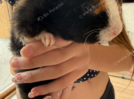 Baby male guinea pig