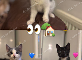 Kittens