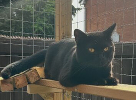 STUNNING BLACK BRITISH SHORTHAIR IN MANCHESTER
