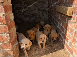 KC registered yellow Labrador retriever puppies