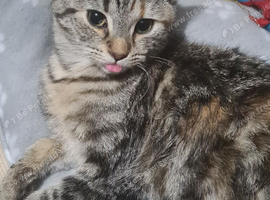 Tabby female cat
