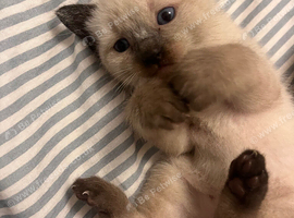 Ragdoll kittens for sale
