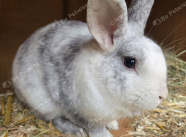 Male rabbit marble colour