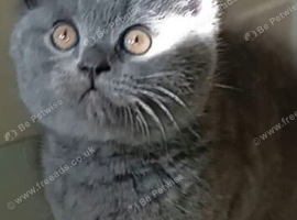 1 gorgeous boy left!
