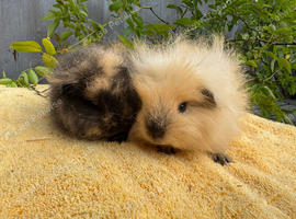 Swiss sows