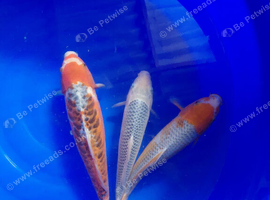 Koi