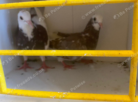 Pigeon
