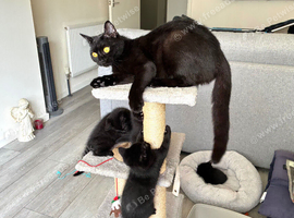 Black British Shorthair kittens