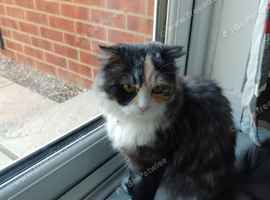 9 month old Persian x Scottish Fold female for sale