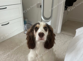 Male Show Cocker Spaniel.
