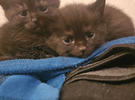 Maine Coon x Tabby kittens
