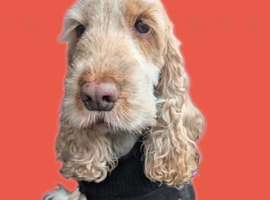 GET THE STYLE OUT OF YOUR DOGGIE !