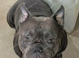 Bully pup needing new home