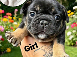 Reduced- French bulldog puppies