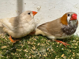 Black breasted orange x triple orange zebra finch